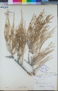 Ephedra aspera image