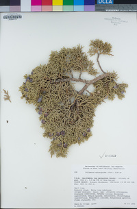 Juniperus osteosperma image