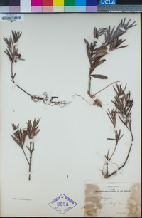 Kalmia polifolia image