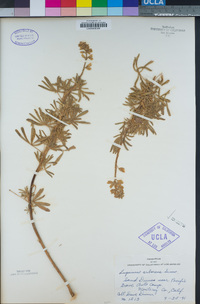 Lupinus arboreus image