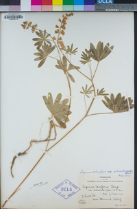 Lupinus arbustus subsp. silvicola image