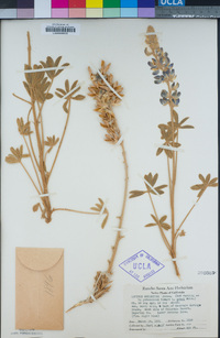 Lupinus excubitus image