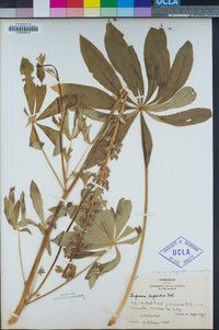 Lupinus polyphyllus subsp. superbus image