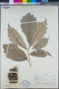 Image of Quercus candicans