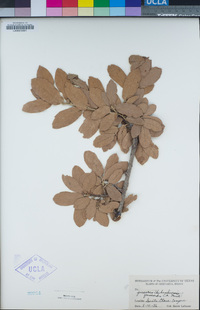 Image of Quercus chihuahuensis