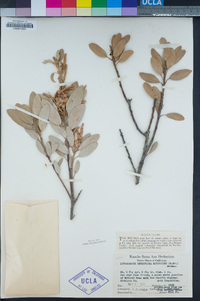 Notholithocarpus densiflorus var. echinoides image