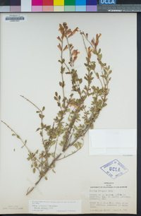 Salvia greggii image