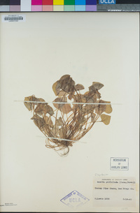 Claytonia perfoliata image