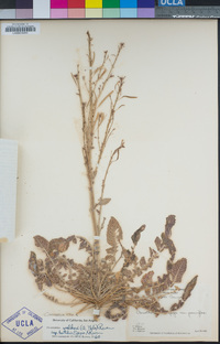 Chylismia walkeri subsp. tortilis image