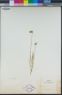 Plantago erecta image