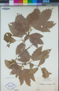 Platanus racemosa image