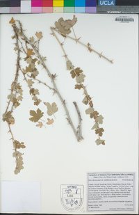 Ribes divaricatum image