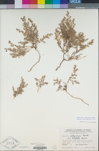 Euphorbia polycarpa image