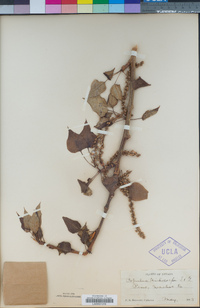Populus trichocarpa image