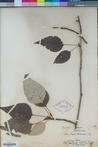 Populus trichocarpa image