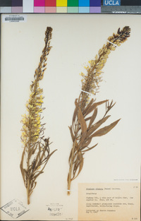 Stanleya pinnata image