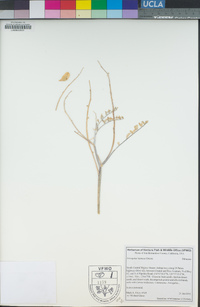 Astragalus layneae image