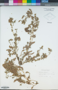 Amaranthus deflexus image