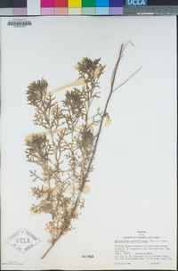 Eriophyllum confertiflorum image