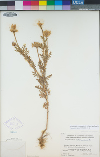 Glebionis coronaria image