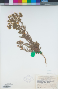 Emmenanthe penduliflora image