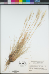 Stipa speciosa image