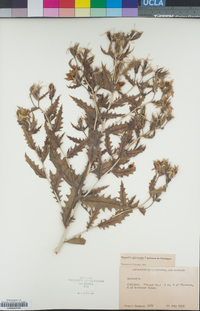 Image of Mentzelia chrysantha