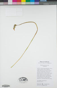 Oxalis pes-caprae image