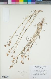 Senecio californicus image