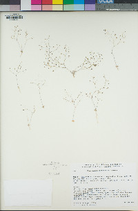 Nemacladus rubescens image