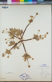 Sanicula arctopoides image