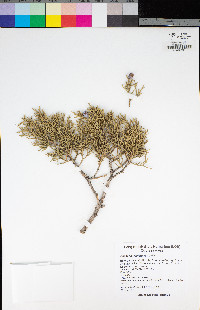 Juniperus californica image