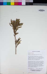 Baccharis salicifolia subsp. salicifolia image