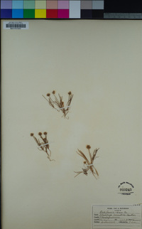 Plantago ovata var. insularis image