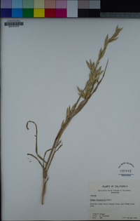 Bromus catharticus image