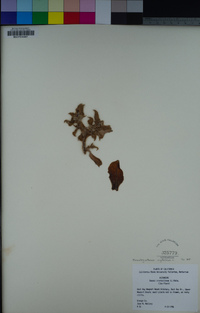Mesembryanthemum crystallinum image