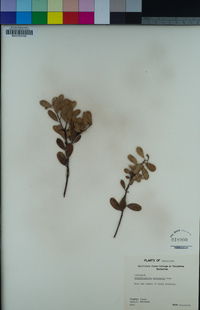 Arctostaphylos nevadensis image