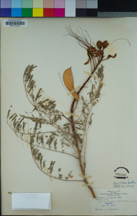 Caesalpinia gilliesii image