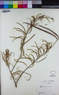 Chilopsis linearis image