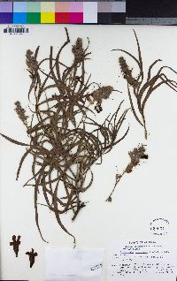 Chilopsis linearis image