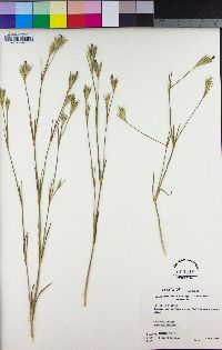 Dianthus armeria image