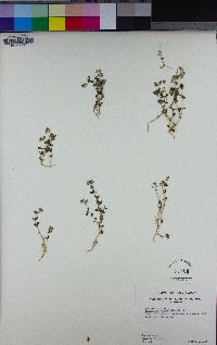 Polycarpon tetraphyllum image