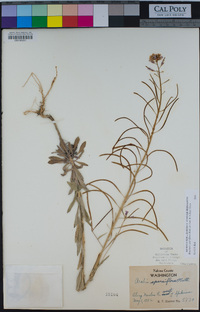 Boechera sparsiflora image