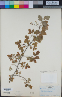 Toxicodendron diversilobum image