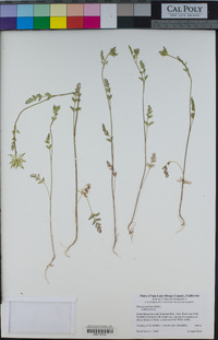 Daucus pusillus image