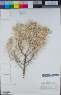 Tetradymia stenolepis image