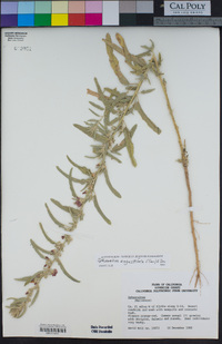 Sphaeralcea angustifolia image