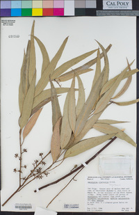 Image of Eucalyptus cladocalyx
