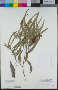 Eucalyptus crebra image