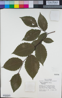 Fagus grandifolia image